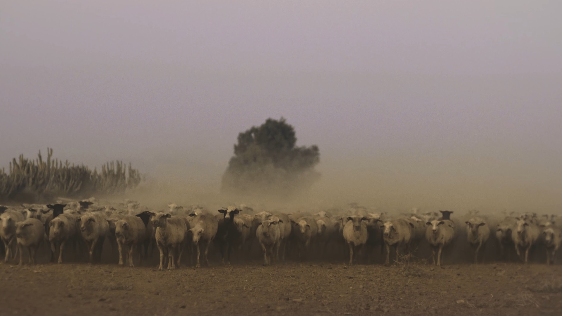 Herd