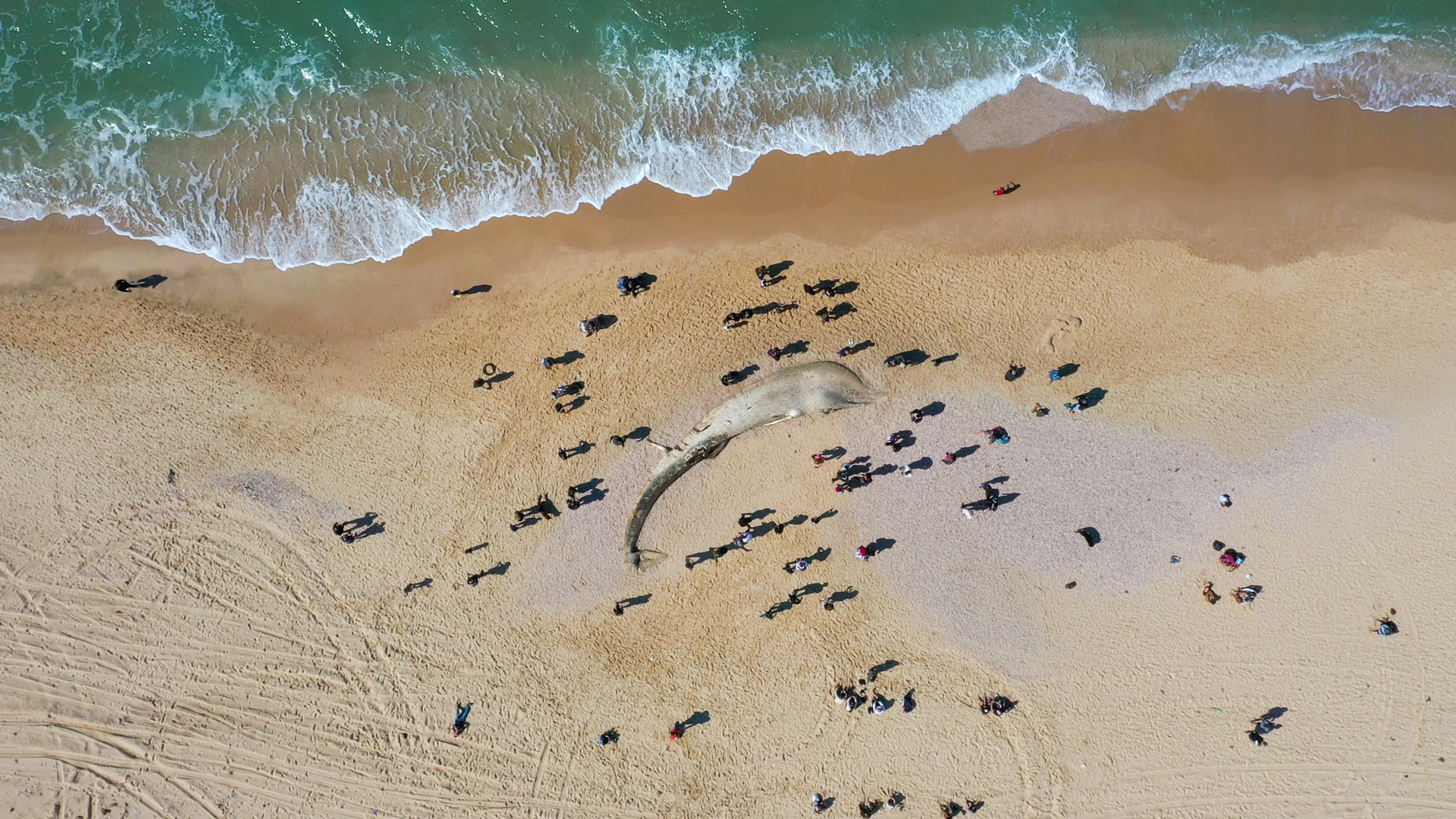 Requiem for a Whale